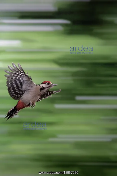 : Great-Spotted / Greater-spotted Woodpecker (juvenile) : Great-Spotted / Greater-spotted Woodpecker (juvenile)