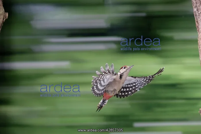 : Great-Spotted / Greater-spotted Woodpecker (juvenile) : Great-Spotted / Greater-spotted Woodpecker (juvenile)