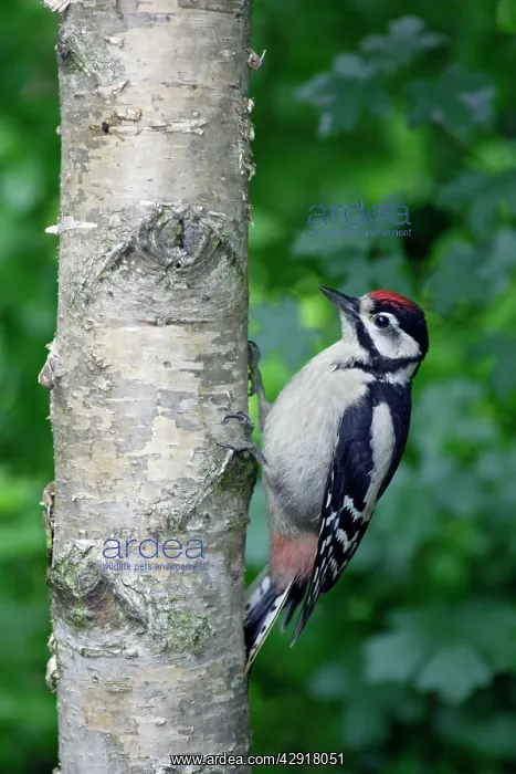  : Great-Spotted  /  Greater-Spotted Woodpecker - juvenile