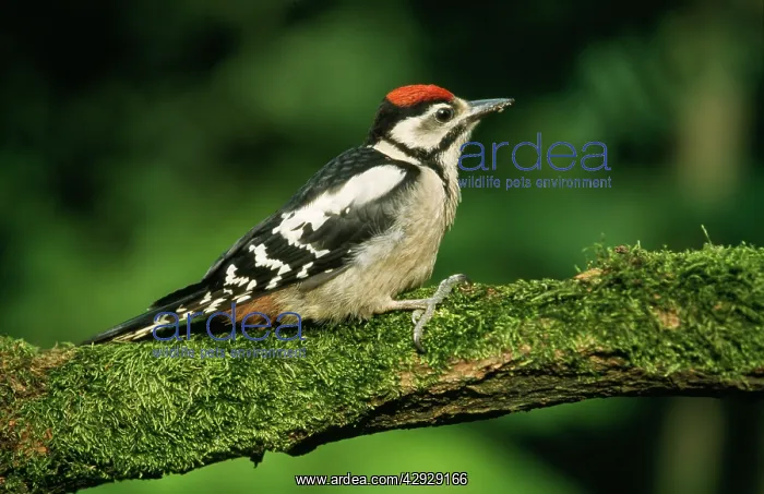 : Great-Spotted / Greater-Spotted WOODPECKER - Juvenile bird : Great-Spotted / Greater-Spotted WOODPECKER - Juvenile bird