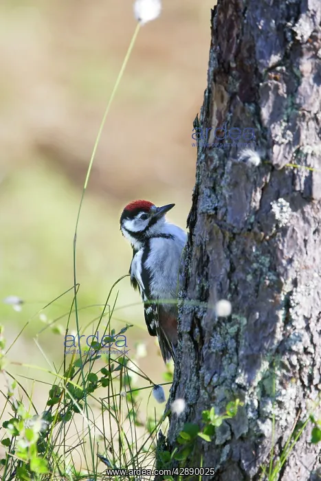 : Great-Spotted / Greater-Spotted Woodpecker - looking : Great-Spotted / Greater-Spotted Woodpecker - looking