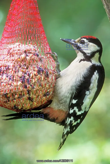 : Great-Spotted / Greater-spotted WOODPECKER - male : Great-Spotted / Greater-spotted WOODPECKER - male