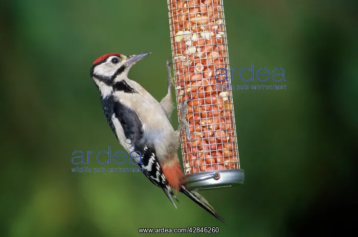 : Great-Spotted / Greater-spotted Woodpecker - male : Great-Spotted / Greater-spotted Woodpecker - male