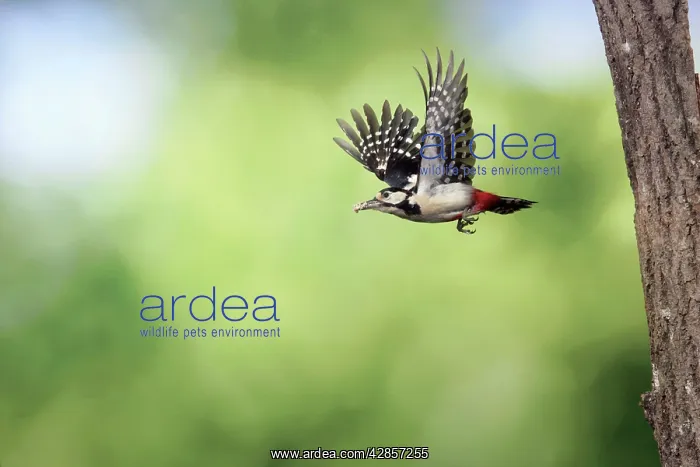 : Great-Spotted / Greater-spotted Woodpecker (male) : Great-Spotted / Greater-spotted Woodpecker (male)