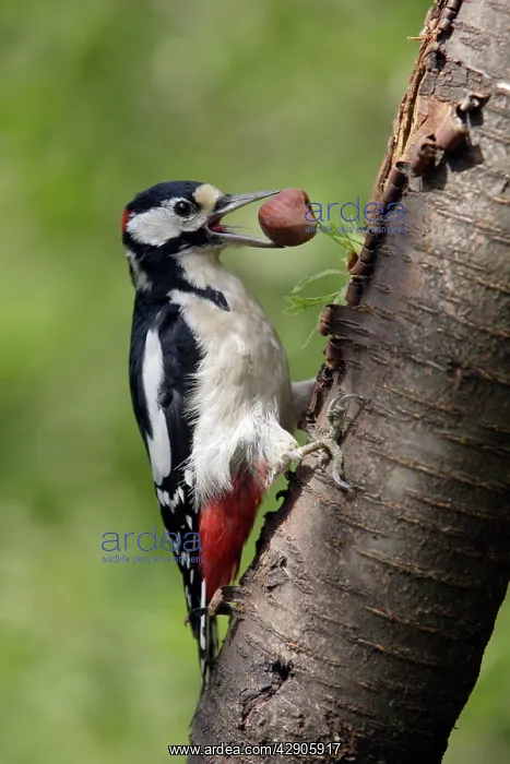 : Great-Spotted / Greater-Spotted Woodpecker - male : Great-Spotted / Greater-Spotted Woodpecker - male
