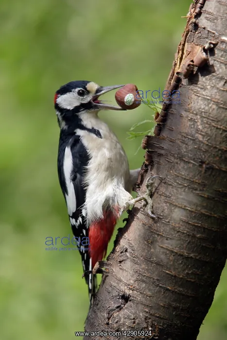 : Great-Spotted / Greater-Spotted Woodpecker - male : Great-Spotted / Greater-Spotted Woodpecker - male