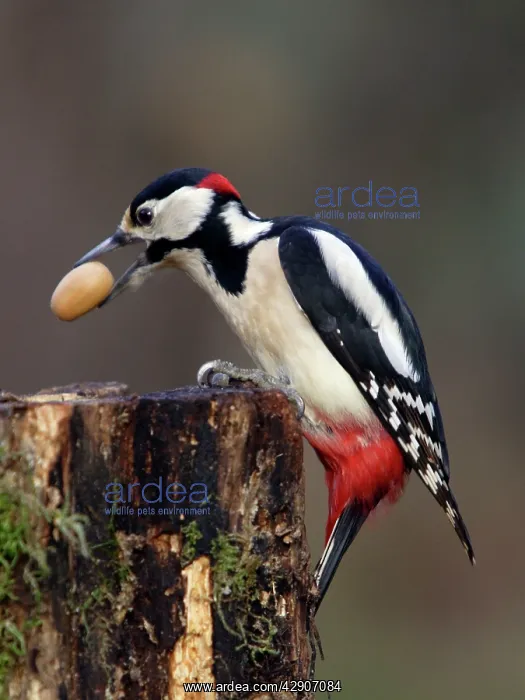 : Great-Spotted / Greater-Spotted WOODPECKER - male : Great-Spotted / Greater-Spotted WOODPECKER - male