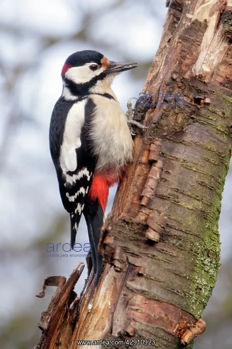  : Great-Spotted  /  Greater-Spotted Woodpecker - male
