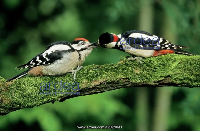: Great-Spotted / Greater-Spotted WOODPECKER - Male : Great-Spotted / Greater-Spotted WOODPECKER - Male