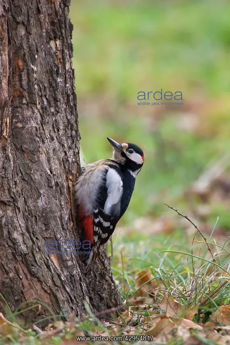 : Great-Spotted / Greater-Spotted Woodpecker - male : Great-Spotted / Greater-Spotted Woodpecker - male