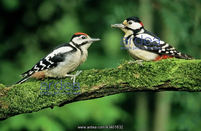 : Great-Spotted / Greater-Spotted WOODPECKER - Male : Great-Spotted / Greater-Spotted WOODPECKER - Male