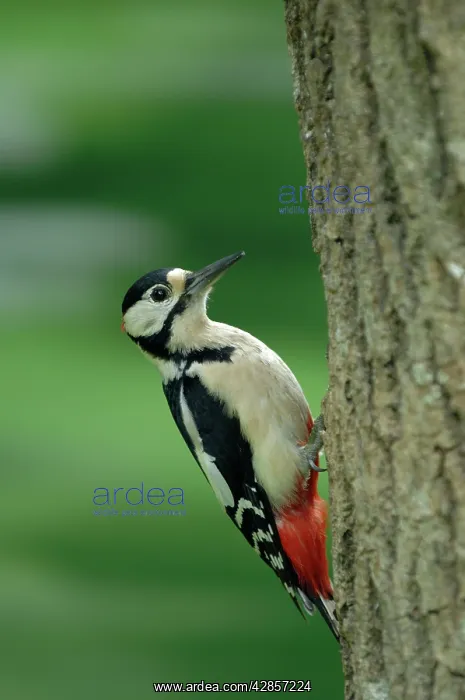 : Great-Spotted / Greater-spotted Woodpecker (male) on tree : Great-Spotted / Greater-spotted Woodpecker (male) on tree