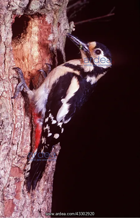  : Great-Spotted  /  Greater-Spotted WOODPECKER - at nest