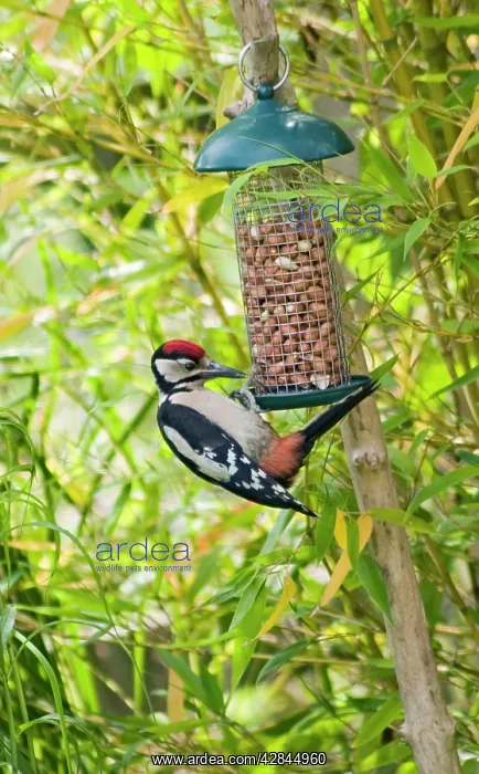  : Great-Spotted  /  Greater-Spotted Woodpecker - on nutfeeder