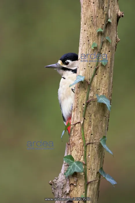 : Great-Spotted / Greater-spotted Woodpecker - Peering : Great-Spotted / Greater-spotted Woodpecker - Peering