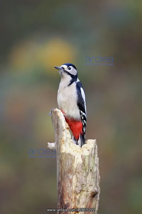 : Great-Spotted / Greater-spotted Woodpecker - Perched : Great-Spotted / Greater-spotted Woodpecker - Perched