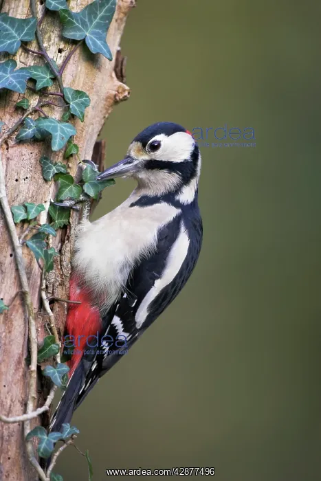 : Great-Spotted / Greater-spotted Woodpecker - perched : Great-Spotted / Greater-spotted Woodpecker - perched