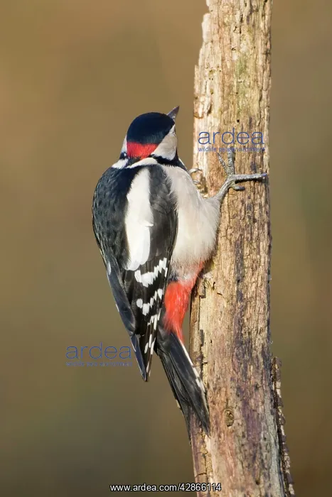  : Great-Spotted  /  Greater-Spotted Woodpecker - Showing
