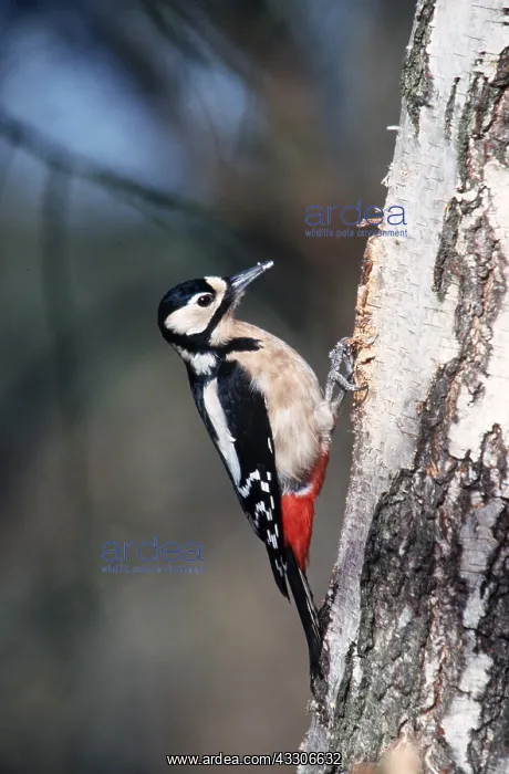 : Great-Spotted / Greater-Spotted Woodpecker - on tree : Great-Spotted / Greater-Spotted Woodpecker - on tree