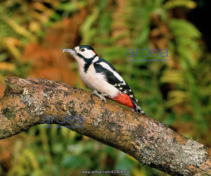 : Great-Spotted / Greater-spotted Woodpecker - in woodland : Great-Spotted / Greater-spotted Woodpecker - in woodland