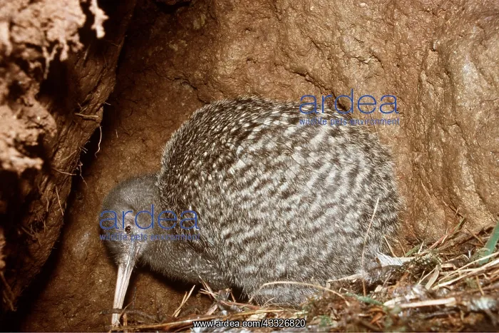 : GREAT SPOTTED KIWI : GREAT SPOTTED KIWI