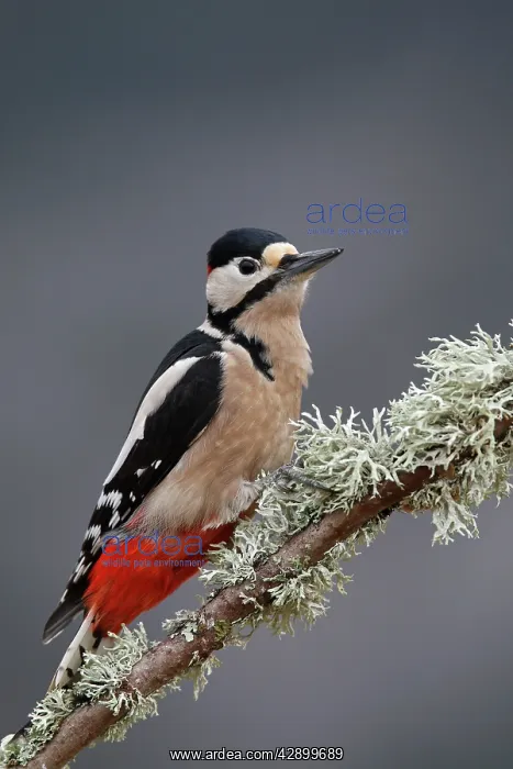 : Great Spotted Woodpecker : Great Spotted Woodpecker