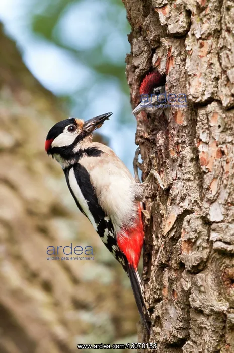 : Great Spotted Woodpecker : Great Spotted Woodpecker