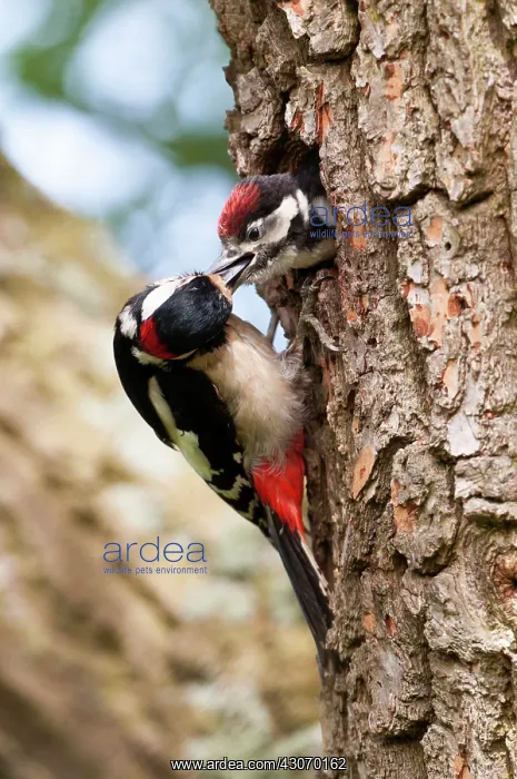 : Great Spotted Woodpecker : Great Spotted Woodpecker