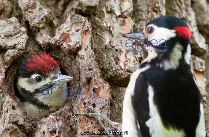 : Great Spotted Woodpecker : Great Spotted Woodpecker