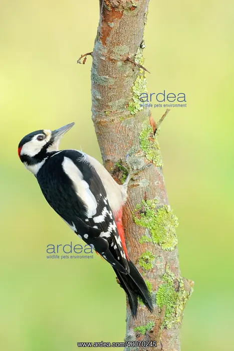 : Great Spotted Woodpecker : Great Spotted Woodpecker