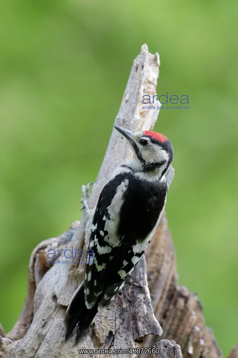 : Great spotted woodpecker : Great spotted woodpecker