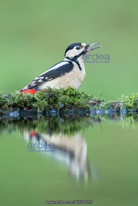: Great Spotted Woodpecker : Great Spotted Woodpecker