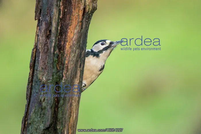: Great Spotted Woodpecker : Great Spotted Woodpecker