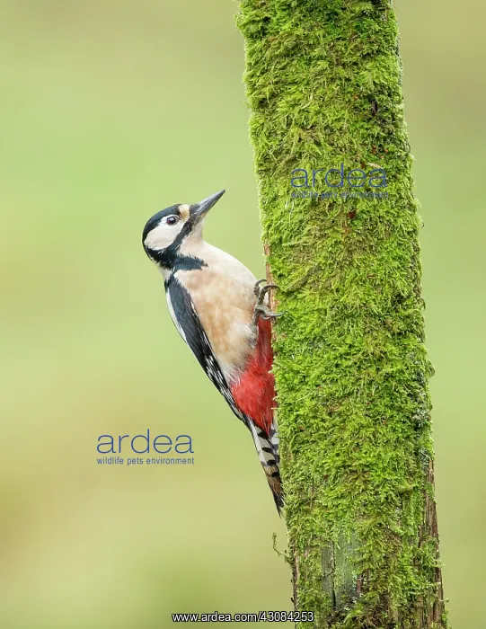 : Great Spotted Woodpecker : Great Spotted Woodpecker