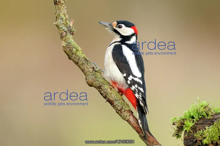 : Great Spotted Woodpecker : Great Spotted Woodpecker
