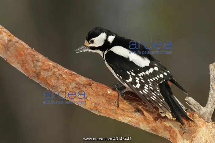 : Great Spotted Woodpecker : Great Spotted Woodpecker