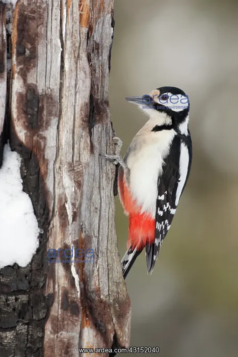 : Great Spotted Woodpecker : Great Spotted Woodpecker