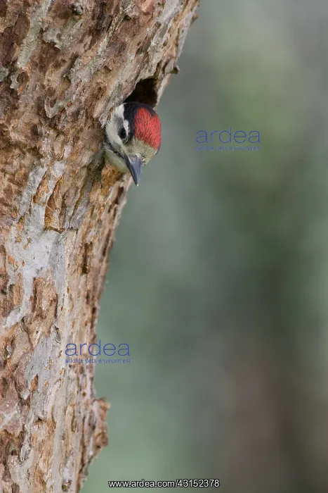 : Great Spotted Woodpecker : Great Spotted Woodpecker