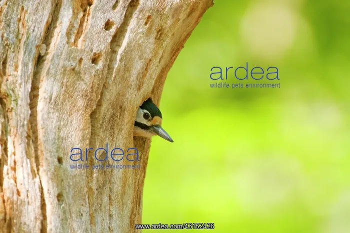 : Great Spotted Woodpecker : Great Spotted Woodpecker