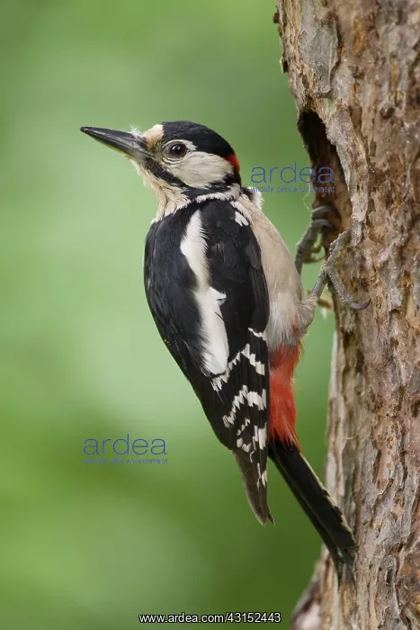 : Great Spotted Woodpecker : Great Spotted Woodpecker
