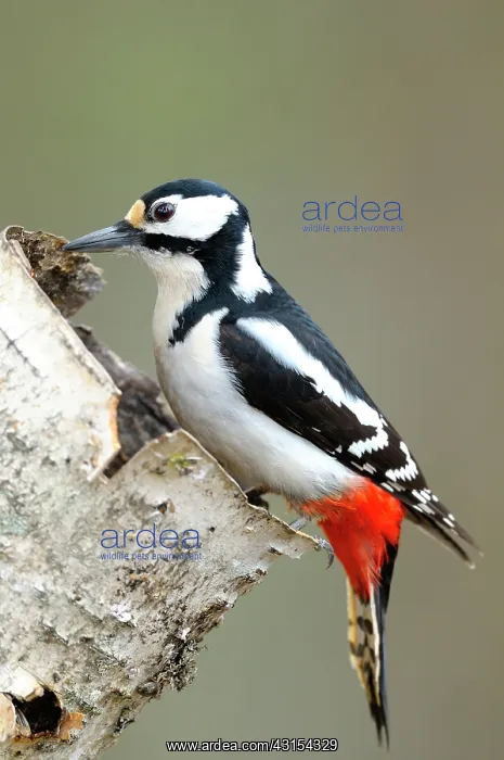: Great Spotted Woodpecker : Great Spotted Woodpecker