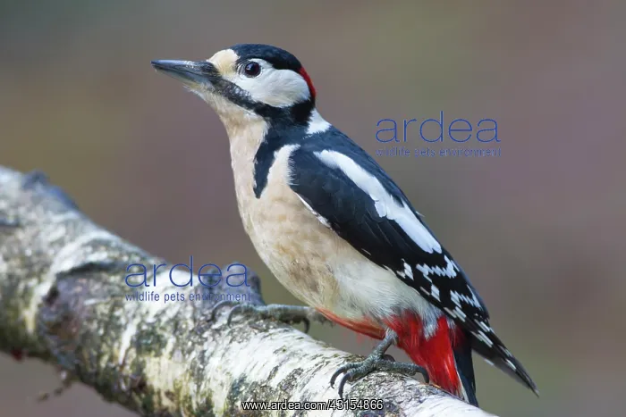 : Great Spotted Woodpecker : Great Spotted Woodpecker