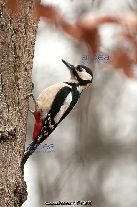 : Great Spotted Woodpecker : Great Spotted Woodpecker