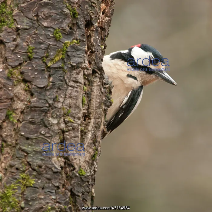: Great Spotted Woodpecker : Great Spotted Woodpecker