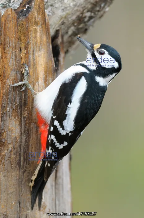 : Great Spotted Woodpecker : Great Spotted Woodpecker