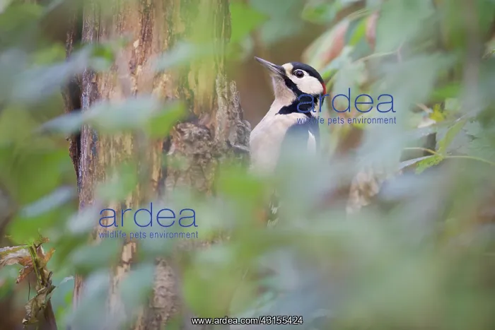 : Great Spotted Woodpecker : Great Spotted Woodpecker
