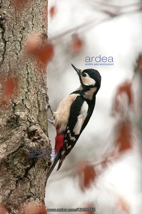 : Great Spotted Woodpecker : Great Spotted Woodpecker