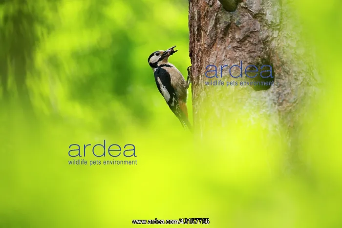 : Great Spotted Woodpecker : Great Spotted Woodpecker