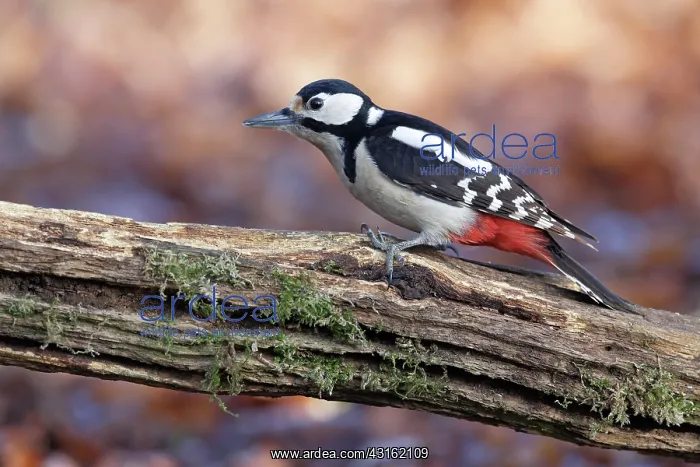 : Great Spotted Woodpecker : Great Spotted Woodpecker
