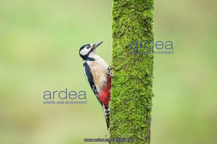 : Great Spotted Woodpecker : Great Spotted Woodpecker